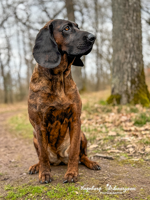 Hannoversche Schweißhund 7853