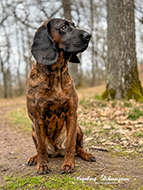 Hannoversche Schweißhund 7853