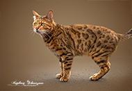 Bengal Katze