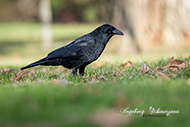 Raben/Krähen