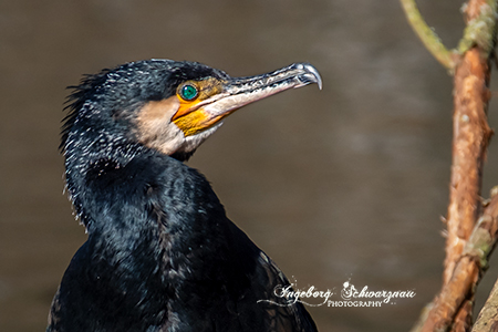 Kormoran