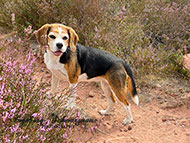 Hund - Beagle