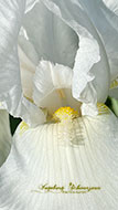 Handyfotografie-Blumen-Iris weiss