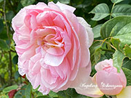 Handyfotografie - Rosen rosa