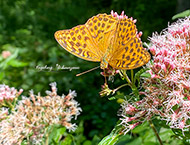 Handyfotografie - Schmetterlinge