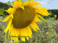 Handyfotografie - Sonnenblumen