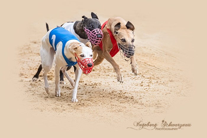 Hunderennen