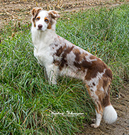 Hund - Australian Shepherd