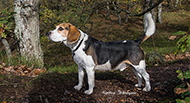 Hund - Beagle