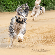 Windhunde