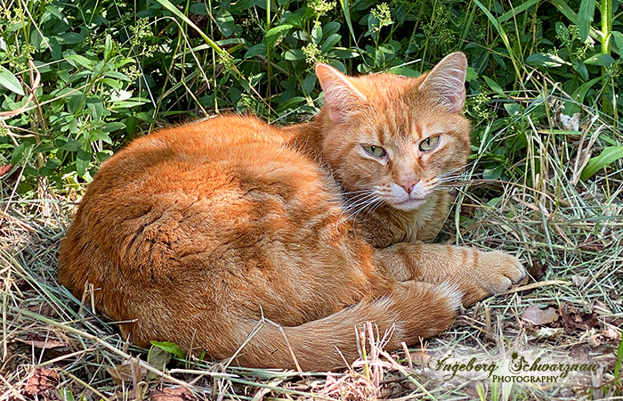 Katze - rot 6605