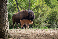 Bison