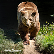 Europäischer Braunbär
