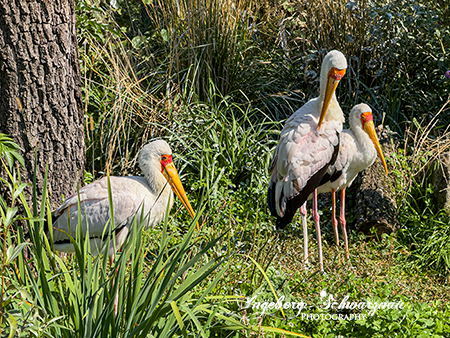 Gelbschnabelstorch