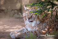 Luchs