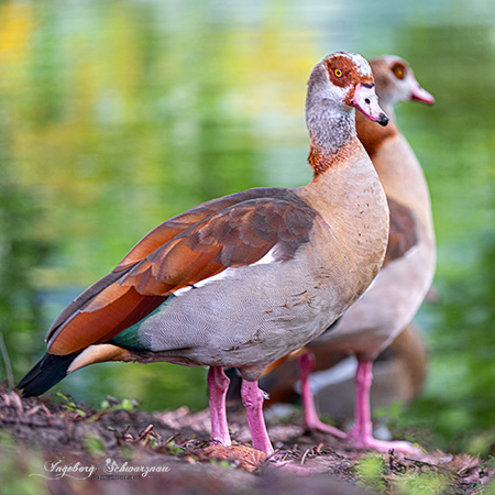 Nilgänse