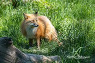 Rotfuchs
