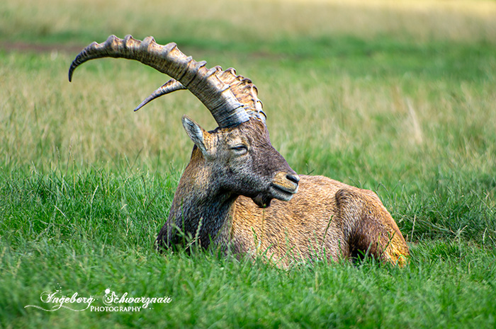 Steinbock 39