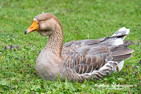 Toulouse Gans