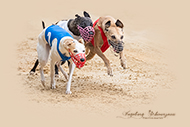 Hunderennen