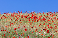 Mohnblumen