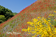 Mohnblumenfeld