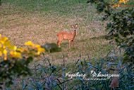 Rehe 6. Juli 26