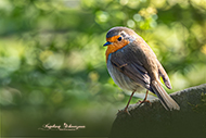 Rotkehlchen