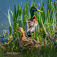 Stockenten