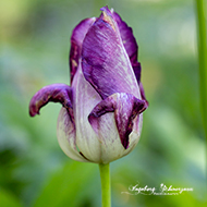 Tulpen 6