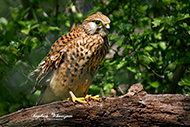 Turmfalke