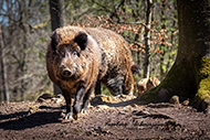 Wildschweine