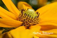 Makro - Blumen Kaiserslautern Gartenschau 