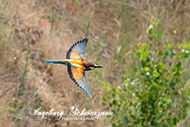 Bienenfresser 2