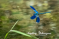 Fototour - Libellen
