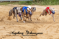 Hunderennen 1