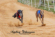 Hunderennen 2