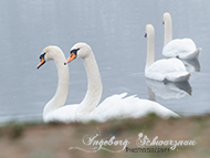 Weiher-Wassertiere