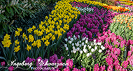 Gartenanlage Keukenhof