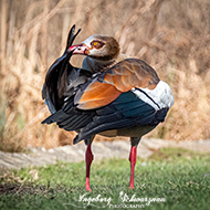 Nilgänse