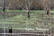 Retzbergweiher
