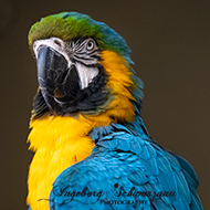 Vogelburg