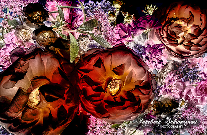 Fine Art Blumenlook Rosen