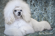 Fine Art - Toypudel weiss