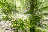 ICM Bäume