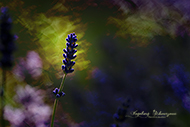 ICM Blumen