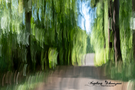 ICM Wald