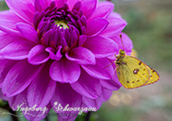 Blumen mit 16mm Weitwinkel-Objektiv fotografiert