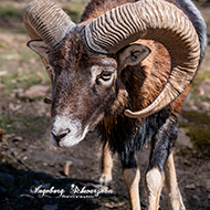 Kaiserslautern Wildpark