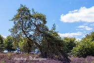 Mehlinger Heide